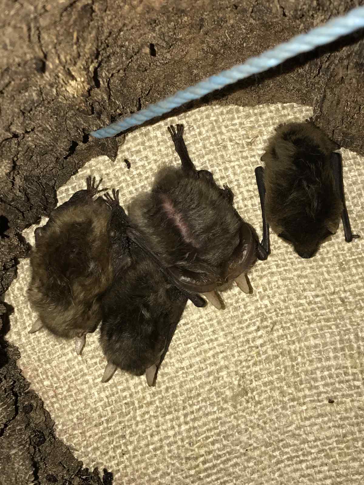 bats1